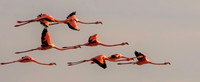 Flamingos of the Yucatan, Mexico