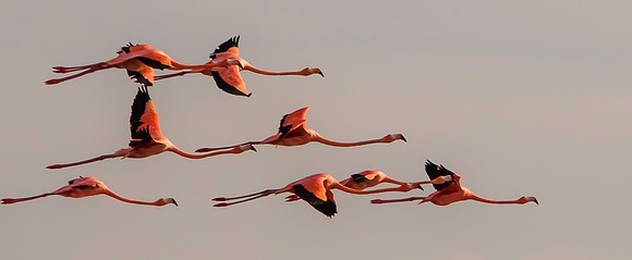 Flock Flying Flamingos