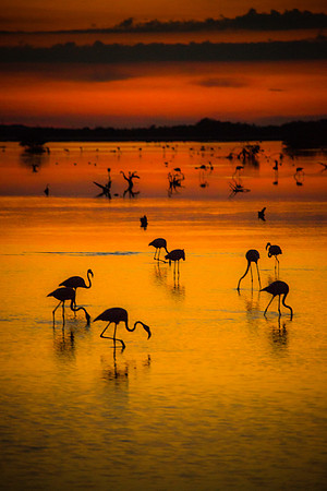 Flamingo Dream