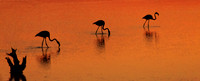 Three Birds Golden Water