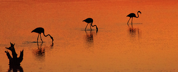 Three Birds Golden Water