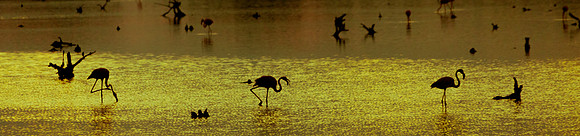 Golden Waters
