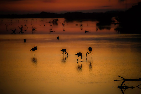 Magic Hour Dream