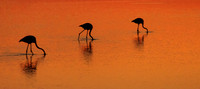 Three Birds Golden Water 2