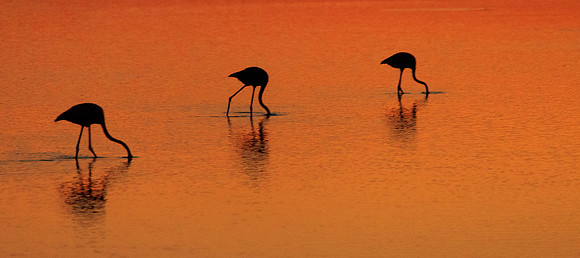 Three Birds Golden Water 2