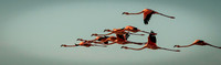 In Flight In Pink