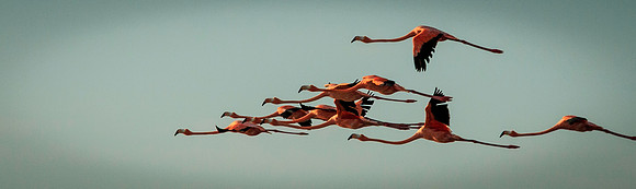 In Flight In Pink