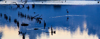 Blue Flamingo