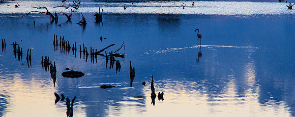 Blue Flamingo