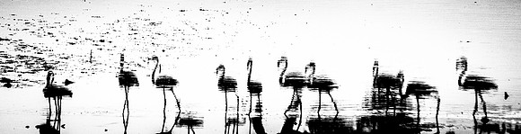 Reflections in B&W