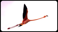 Flying Flamingo