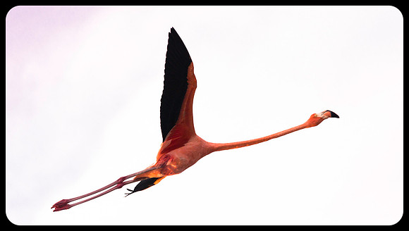 Flying Flamingo