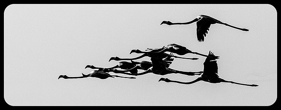 In Flight