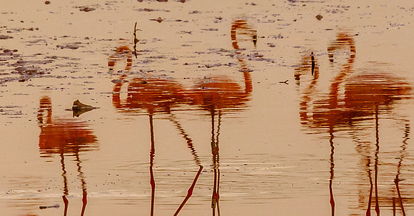 Mirrored
