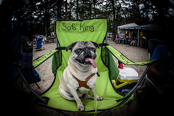 DOGS of CAMP JAM in the PINES-A LOOK BARK 2003-2017