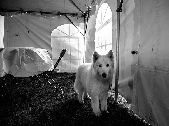 DOGS of CAMP JAM in the PINES-A LOOK BARK 2003-2017