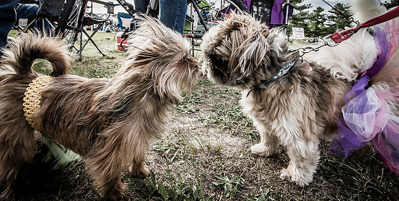 DOGS of CAMP JAM in the PINES-A LOOK BARK 2003-2017