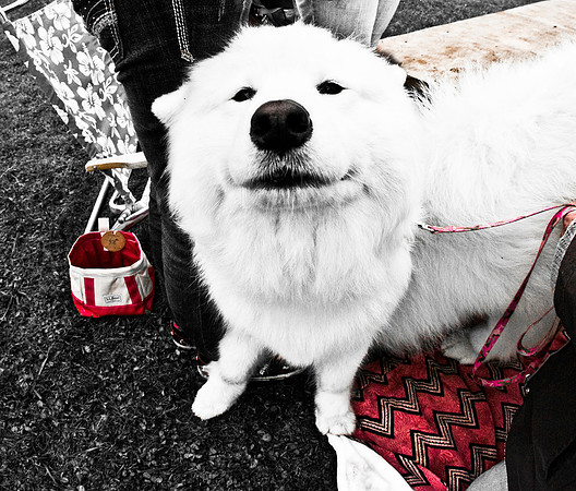DOGS of CAMP JAM in the PINES-A LOOK BARK 2003-2017