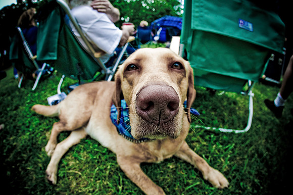 DOGS of CAMP JAM in the PINES-A LOOK BARK 2003-2017