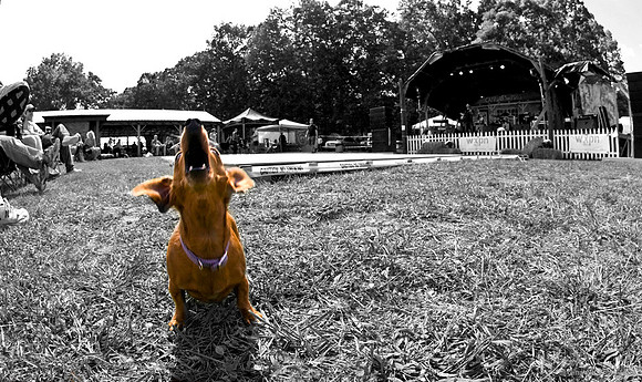 DOGS of CAMP JAM in the PINES-A LOOK BARK 2003-2017