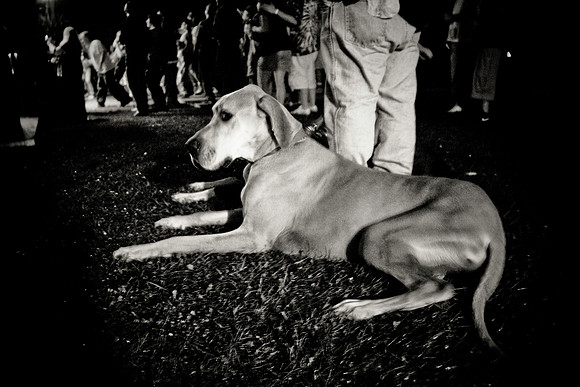 DOGS of CAMP JAM in the PINES-A LOOK BARK 2003-2017