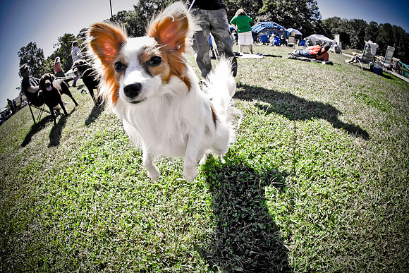DOGS of CAMP JAM in the PINES-A LOOK BARK 2003-2017