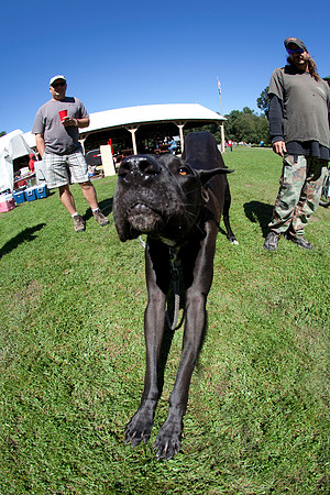 DOGS of CAMP JAM in the PINES-A LOOK BARK 2003-2017