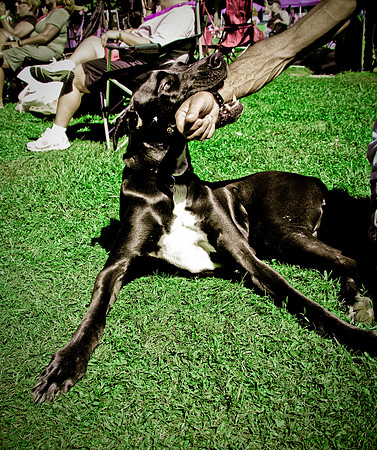 DOGS of CAMP JAM in the PINES-A LOOK BARK 2003-2017