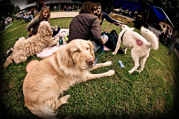 DOGS of CAMP JAM in the PINES-A LOOK BARK 2003-2017