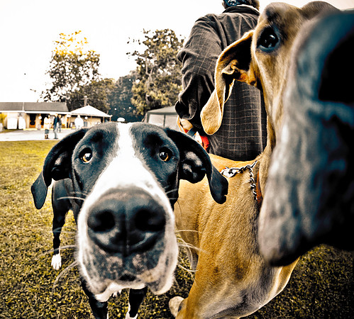 DOGS of CAMP JAM in the PINES-A LOOK BARK 2003-2017