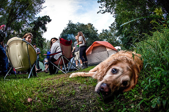 DOGS of CAMP JAM in the PINES-A LOOK BARK 2003-2017