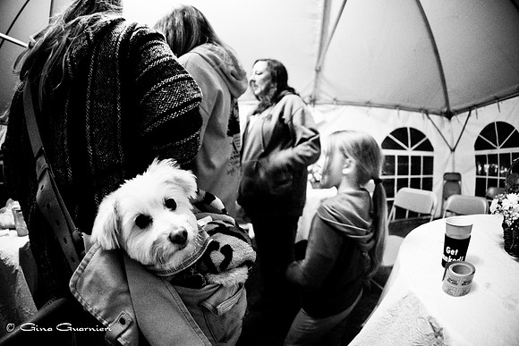 DOGS of CAMP JAM in the PINES-A LOOK BARK 2003-2017