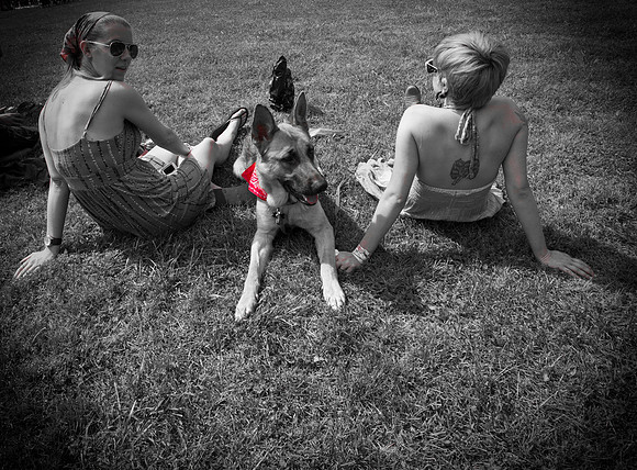 DOGS of CAMP JAM in the PINES-A LOOK BARK 2003-2017