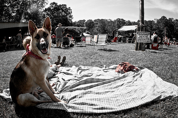 DOGS of CAMP JAM in the PINES-A LOOK BARK 2003-2017