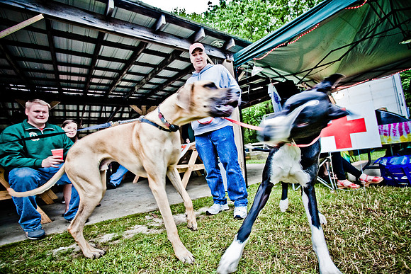 DOGS of CAMP JAM in the PINES-A LOOK BARK 2003-2017