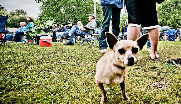 DOGS of CAMP JAM in the PINES-A LOOK BARK 2003-2017