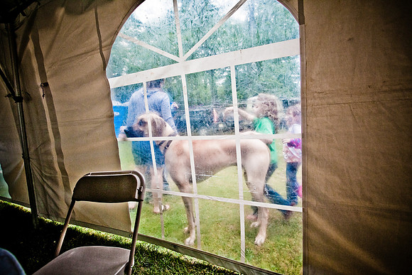 DOGS of CAMP JAM in the PINES-A LOOK BARK 2003-2017