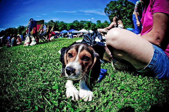 DOGS of CAMP JAM in the PINES-A LOOK BARK 2003-2017