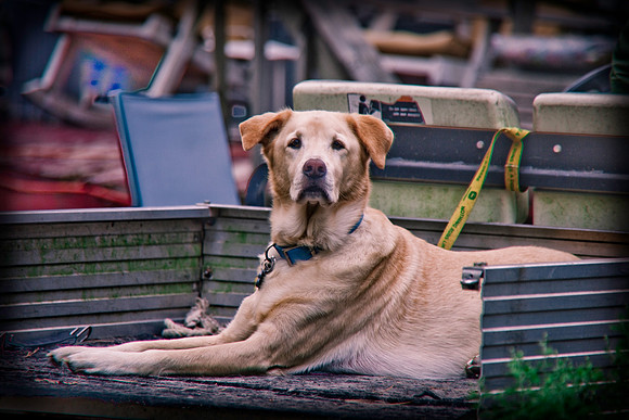 DOGS of CAMP JAM in the PINES-A LOOK BARK 2003-2017