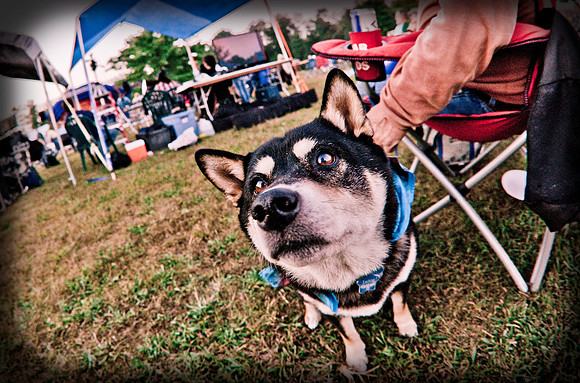 DOGS of CAMP JAM in the PINES-A LOOK BARK 2003-2017