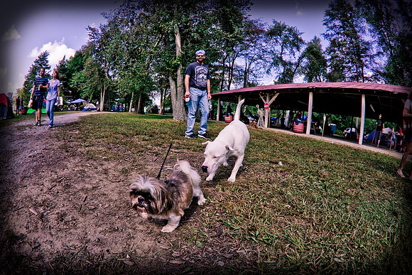DOGS of CAMP JAM in the PINES-A LOOK BARK 2003-2017