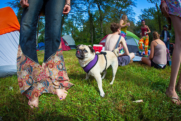 DOGS of CAMP JAM in the PINES-A LOOK BARK 2003-2017