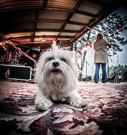 DOGS of CAMP JAM in the PINES-A LOOK BARK 2003-2017