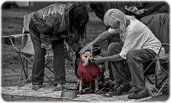 DOGS of CAMP JAM in the PINES-A LOOK BARK 2003-2017