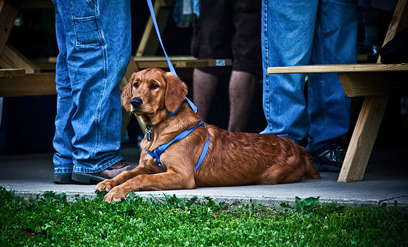 DOGS of CAMP JAM in the PINES-A LOOK BARK 2003-2017