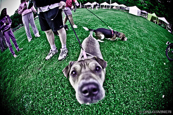 DOGS of CAMP JAM in the PINES-A LOOK BARK 2003-2017