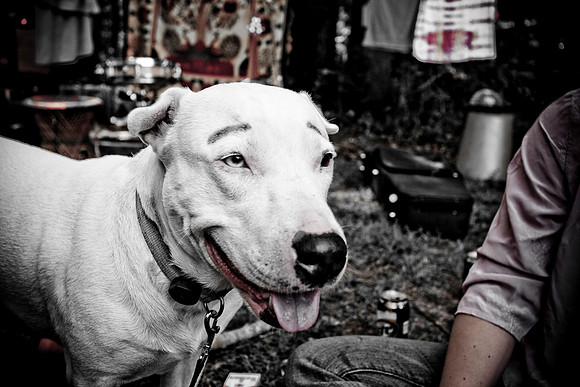 DOGS of CAMP JAM in the PINES-A LOOK BARK 2003-2017