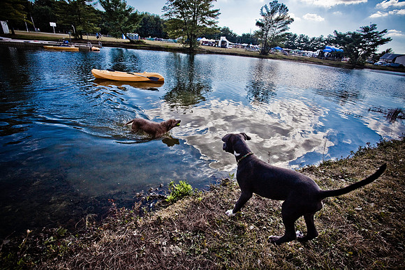 DOGS of CAMP JAM in the PINES-A LOOK BARK 2003-2017