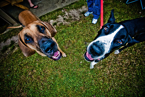 DOGS of CAMP JAM in the PINES-A LOOK BARK 2003-2017